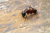 Ant pest control