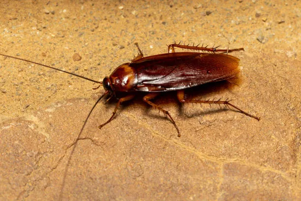 Cockroach pest control