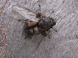 Fly pest control