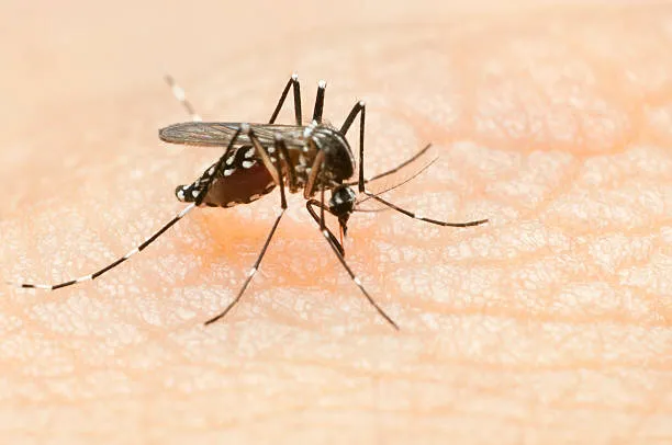 Mosquito pest control