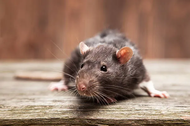 Rat pest control